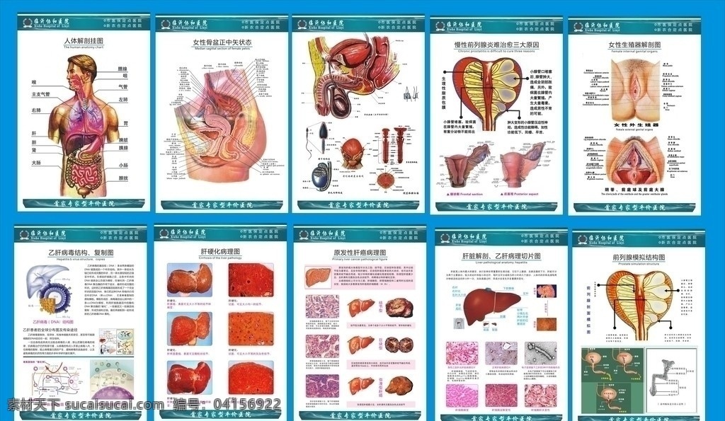 宣傳牌 科室牌 宣傳 解剖圖 肝病 婦科 前列腺 陰道 囊腫 生殖解剖圖 精子 男科 掛圖 醫(yī)用圖 廣告 包裝設(shè)計 矢量