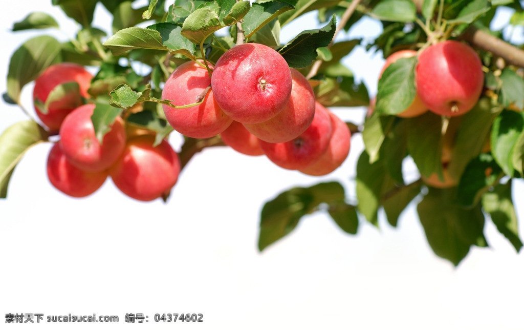 硕果累累 苹果 红苹果 满树的苹果 绿树枝 熟透的苹果 风景 生活 旅游餐饮