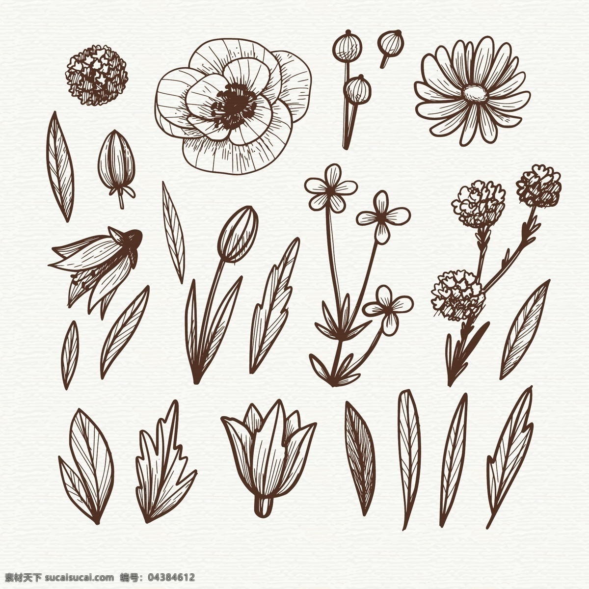 手绘 线描 花卉 植物 插图 线条 花朵 自然 叶