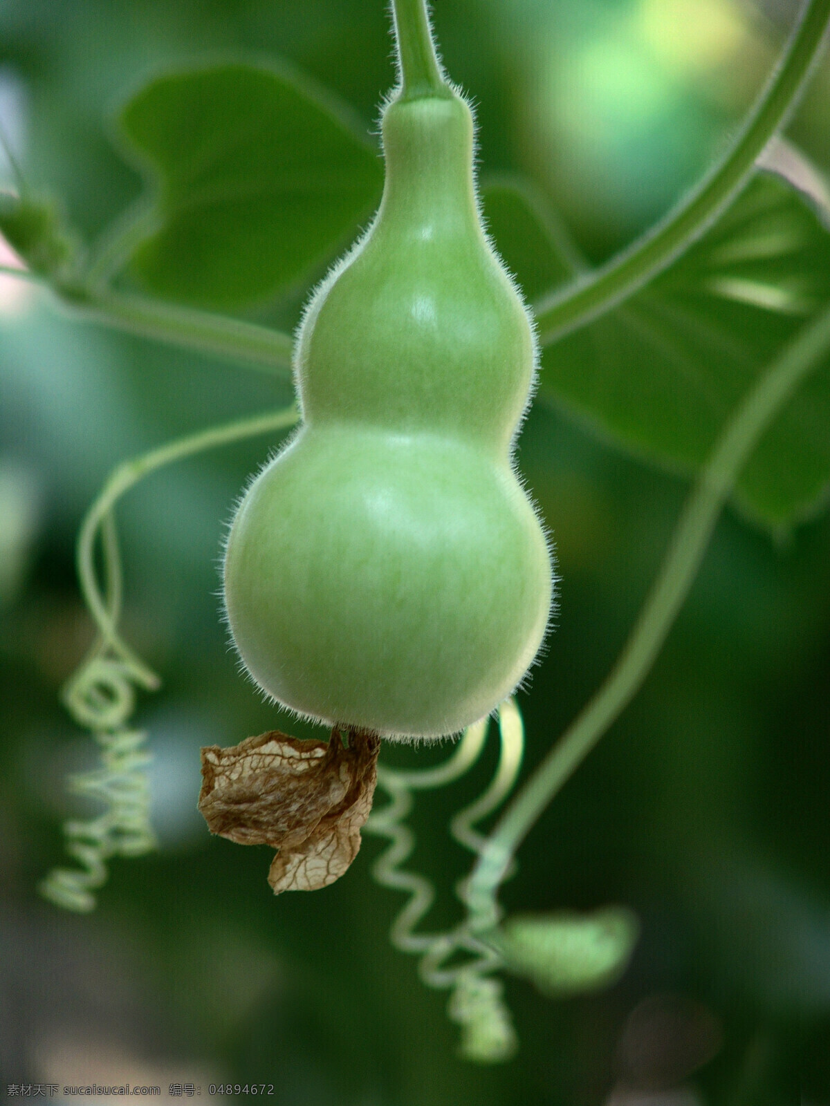 葫蘆瓜 果實 瓜 蔬菜 生物世界