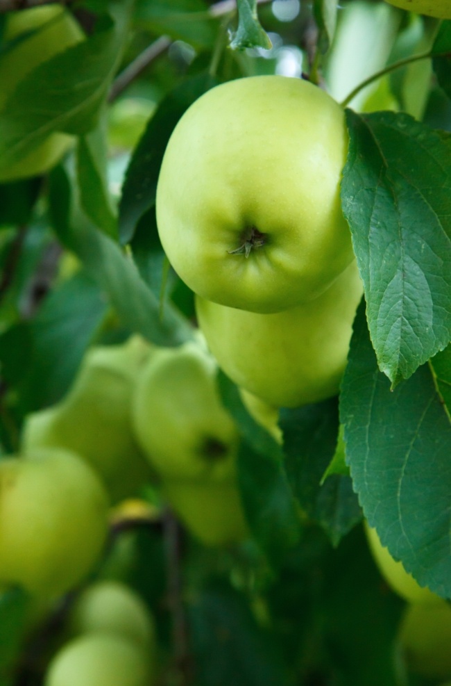 树枝 上 青苹果 树枝上的苹果 苹果 有机水果 绿色水果 果园 生态农业 种植业 生物世界 水果