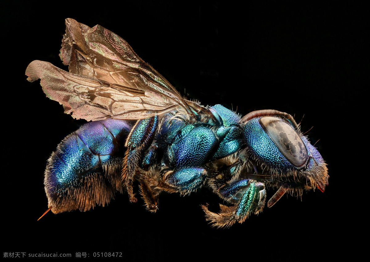 蒼蠅 house fly 昆蟲 完全變態(tài)昆蟲 小昆蟲 節(jié)肢動(dòng)物 蠅子 微觀世界 生物世界