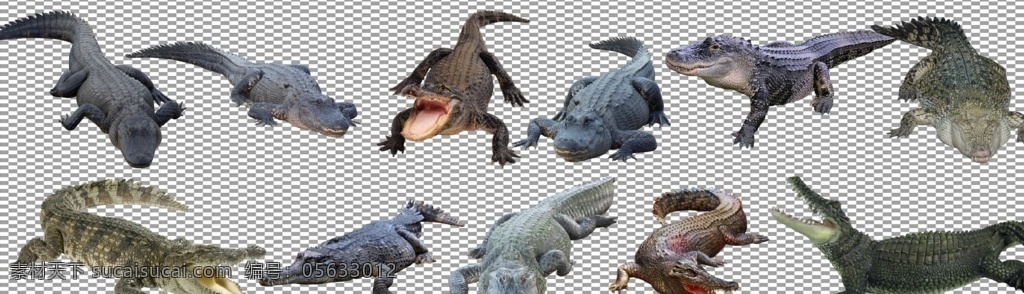 鳄鱼汇总图片 鳄鱼 鳄 巨鳄 鱼 非洲 爬行动物 食肉动物 沼泽 扬子鳄 生物世界 透明底 免抠图 分层图 分层