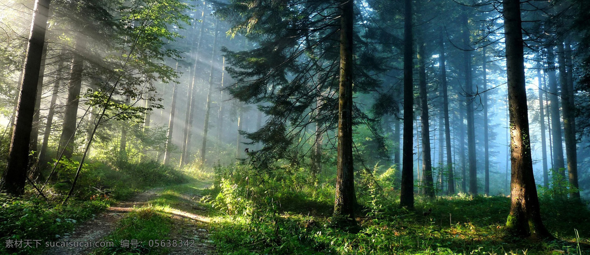 森林 夢幻 童話 清新 背景 自然生態(tài)