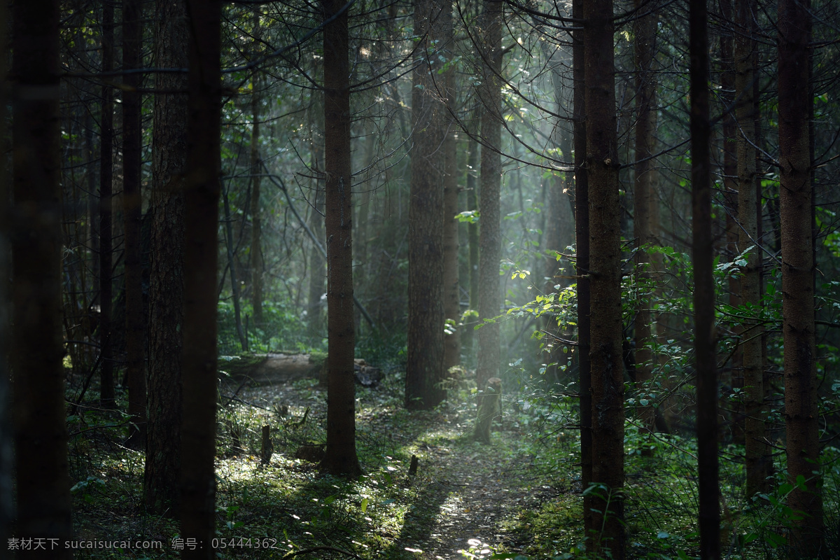 迷雾森林 森林 丛林 迷雾 黝黑 幻境
