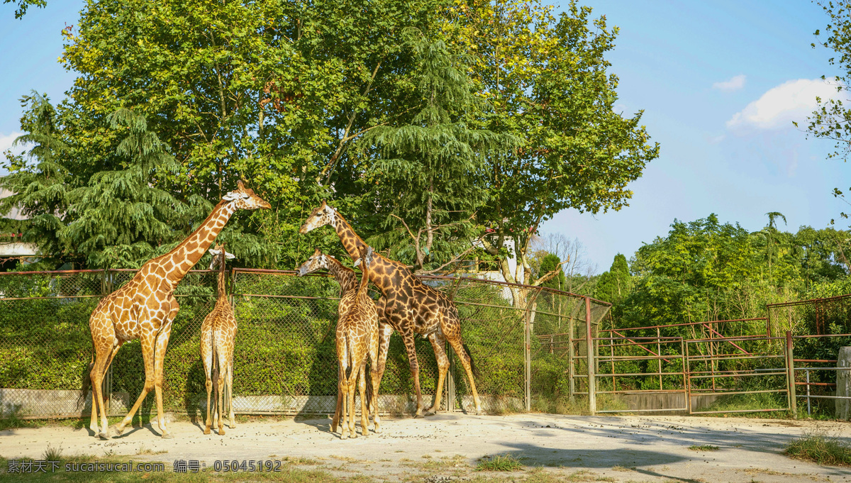 野生动物 长颈鹿 动物 动物园 自然 可爱 生物世界