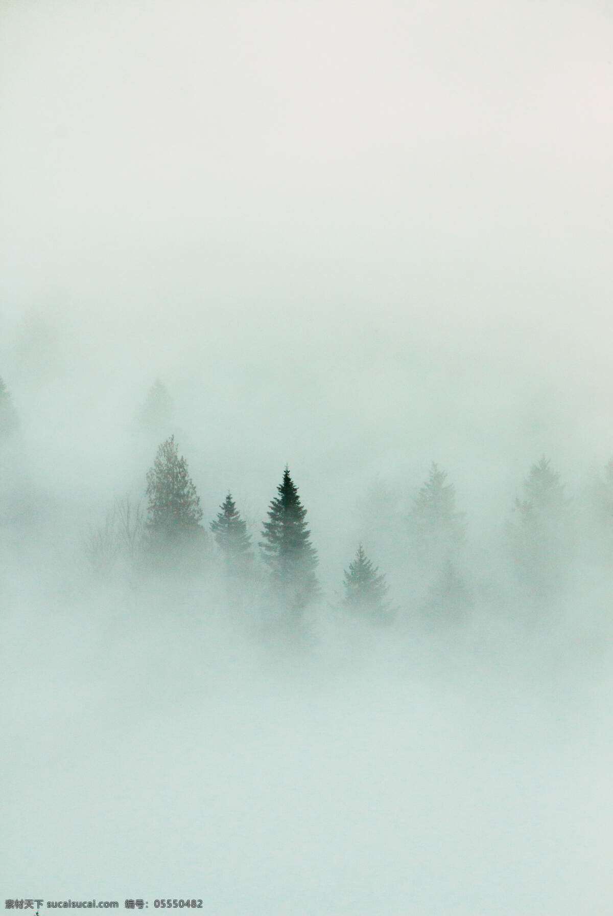 森林中的云雾 云雾 起雾 雾气 大雾 雾水 森林 大树 树木 朦胧 照片 自然景观 自然风景