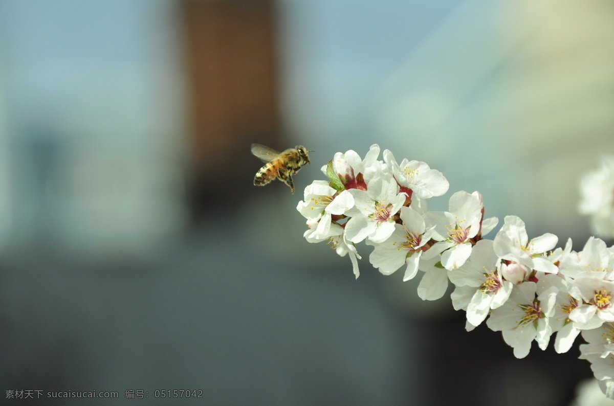 蜂 戀 蜜 蜂蜜 昆蟲 生物世界 蜂戀蜜 蜜為蜂根 蜜蜂屬昆蟲 群居 分工明確 紀律嚴格 用途廣泛
