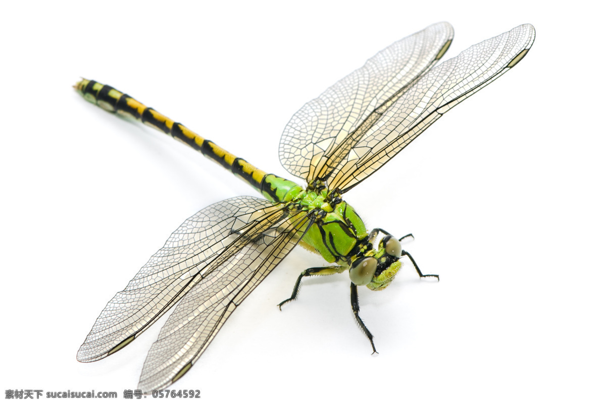 绿色 蜻蜓 摄影图片 昆虫 小动物 野生草虫 绿色蜻蜓 昆虫花鸟 生物世界