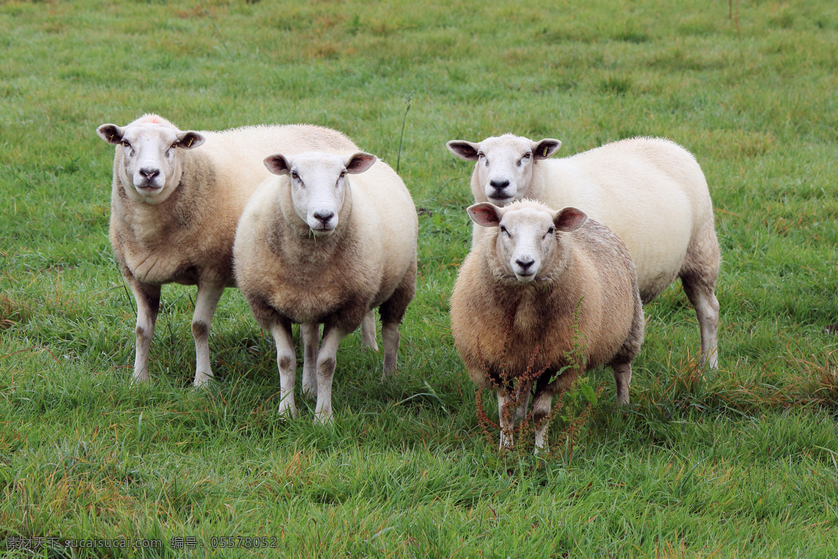 草原 上 绵羊 高清 草原上的 绵羊高清 羊 羔羊 羊群 小羊 动物 牧场 牧羊 绿色 草地 草丛 动物摄影 生物世界 家禽家畜