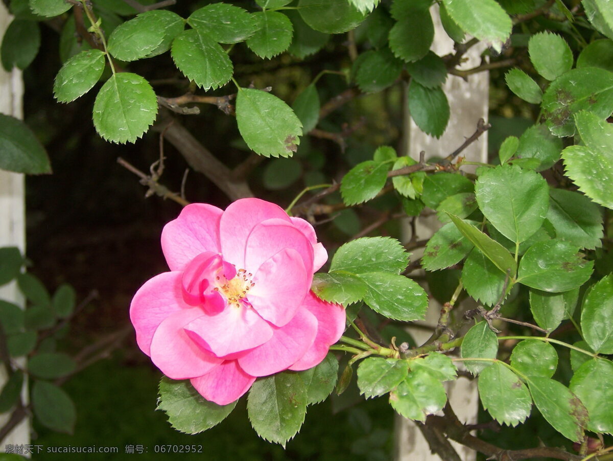 安吉拉 230 花草 薔薇 攝影圖庫(kù) 生物世界 2008 春季 花展 psd源文件