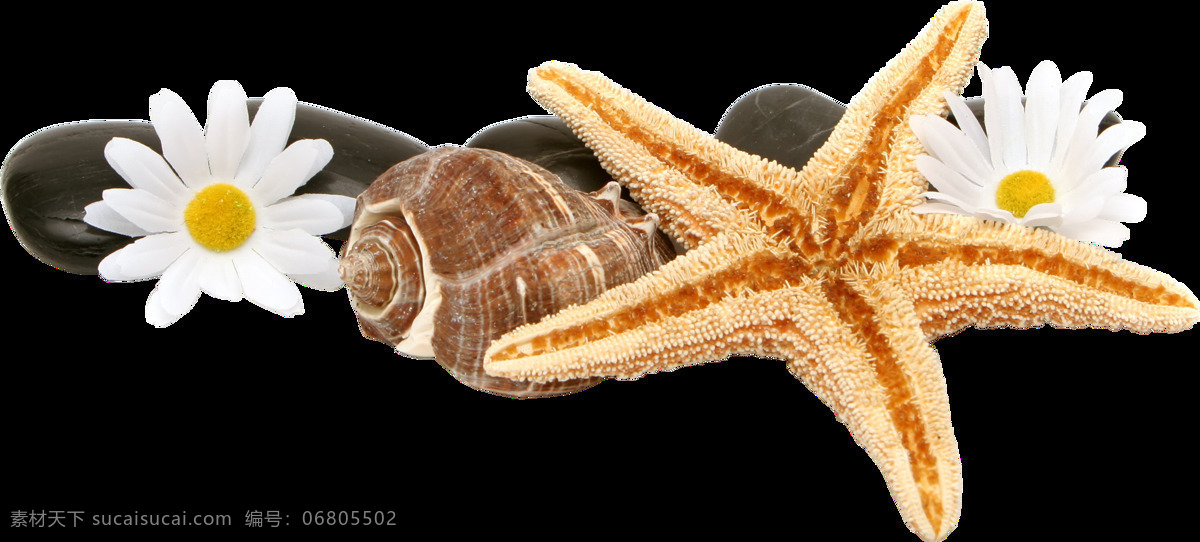 海星圖片 海星 星魚 星星 派大星 星 png圖 透明圖 免扣圖 透明背景 透明底 摳圖 生物世界 海洋生物