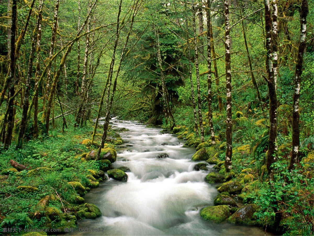 森林 小溪 高山流水 壁纸 桌面 流水 风景 自然景观 山水风景