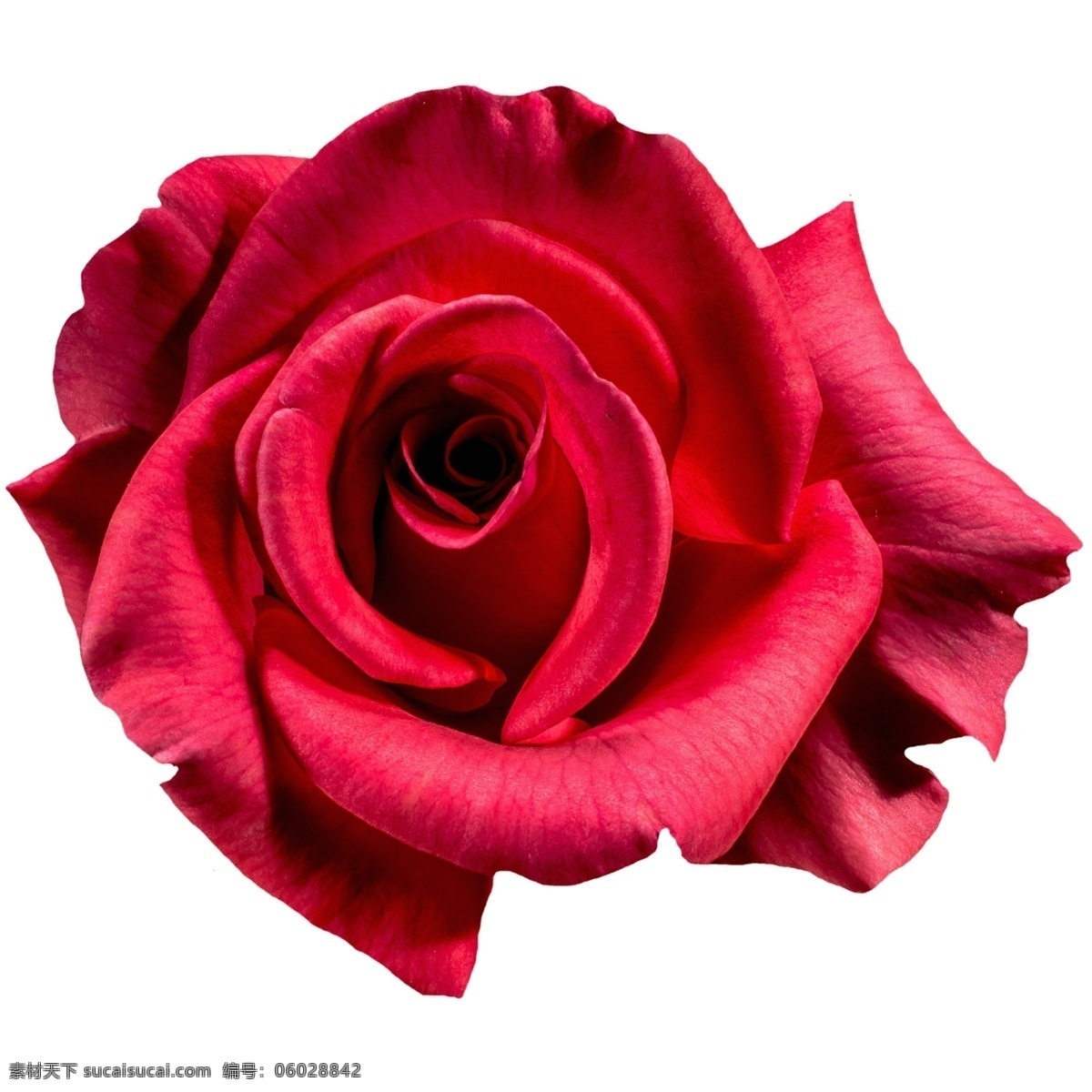 浪漫玫瑰鲜花 玫瑰 鲜花 浪漫 花瓣 温馨 爱情 红色 花朵