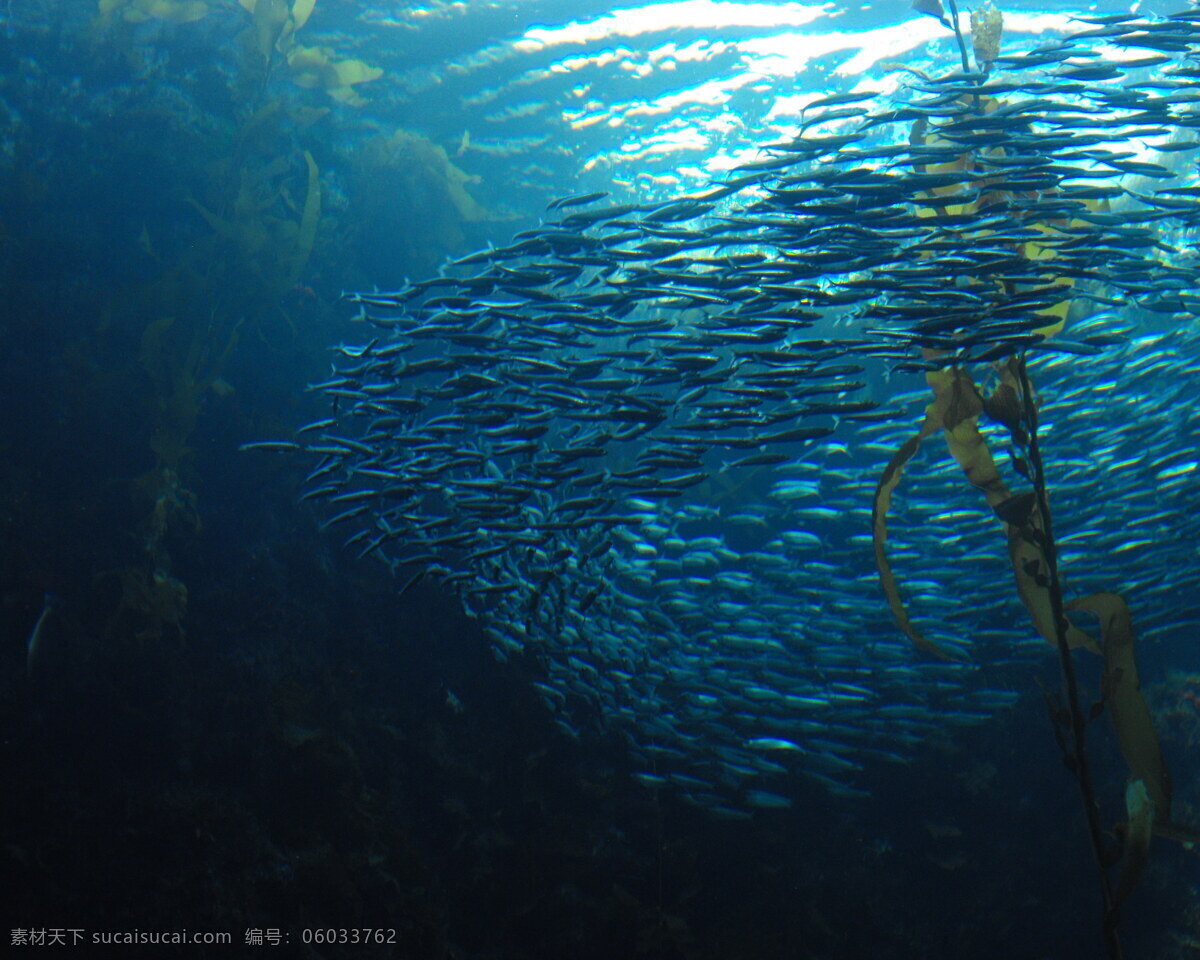 深海鱼群唯美 鱼群图片 深海图片 深海鱼群 深海 海底 大海
