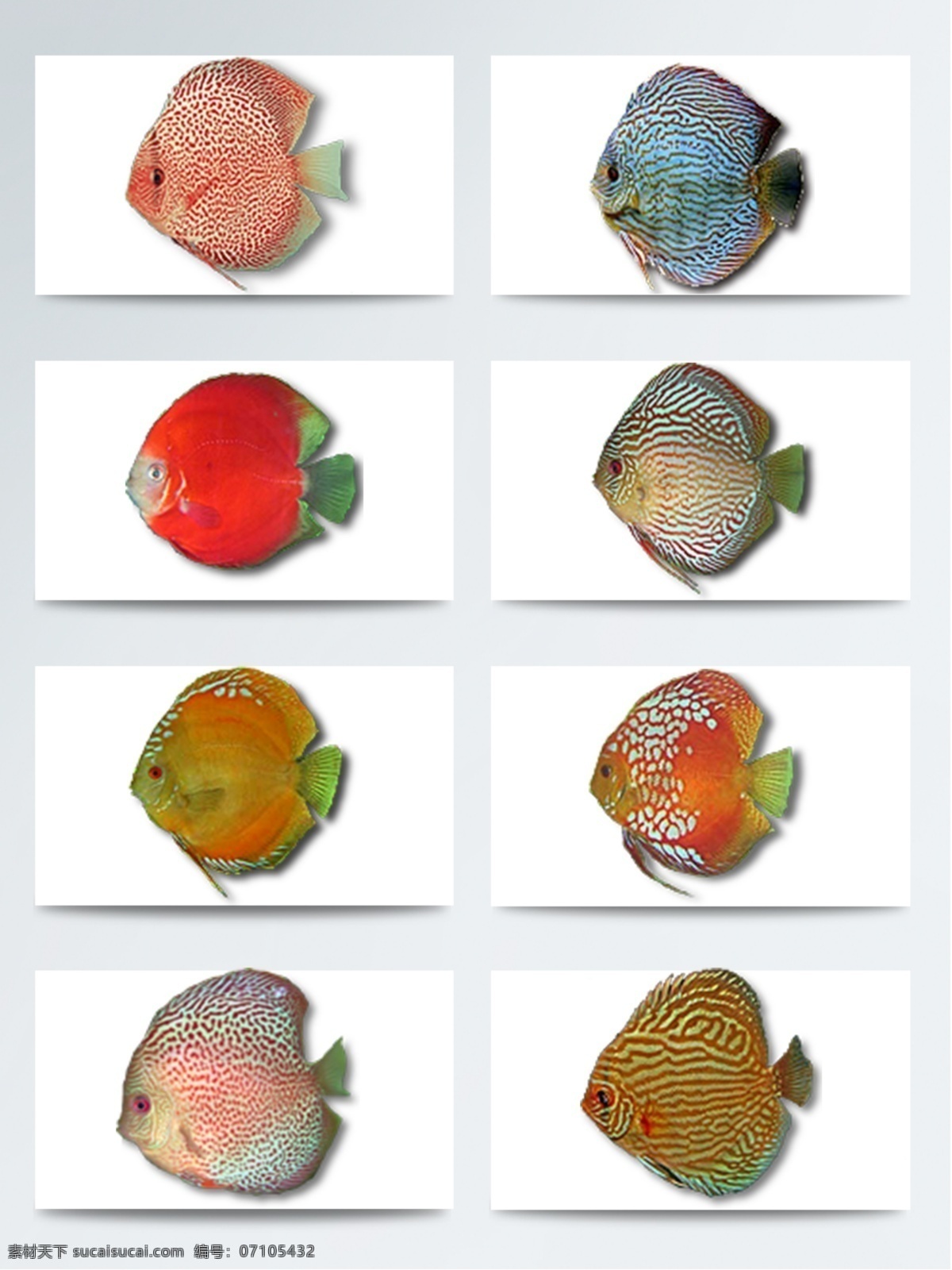 热带鱼 鱼 鱼类高清图片 高清 仿真 鱼类 系列
