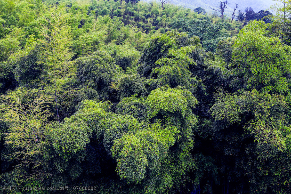 竹海 國家森林公園 貴州赤水 自然 森林公園 景點 竹林 自然風(fēng)景區(qū) 風(fēng)景名勝區(qū) 觀光休閑區(qū) 自然景觀 自助游 國內(nèi)旅游 旅游攝影