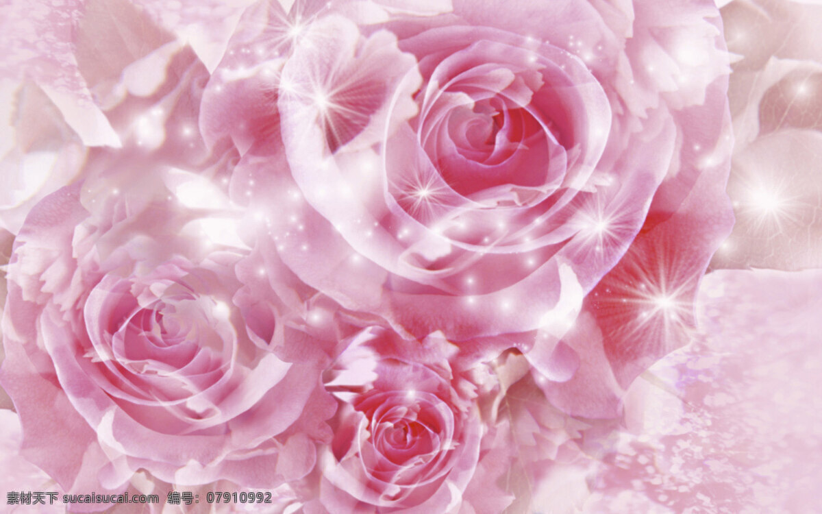 粉红 玫瑰 桌面 背景 桌面背景 背景图片