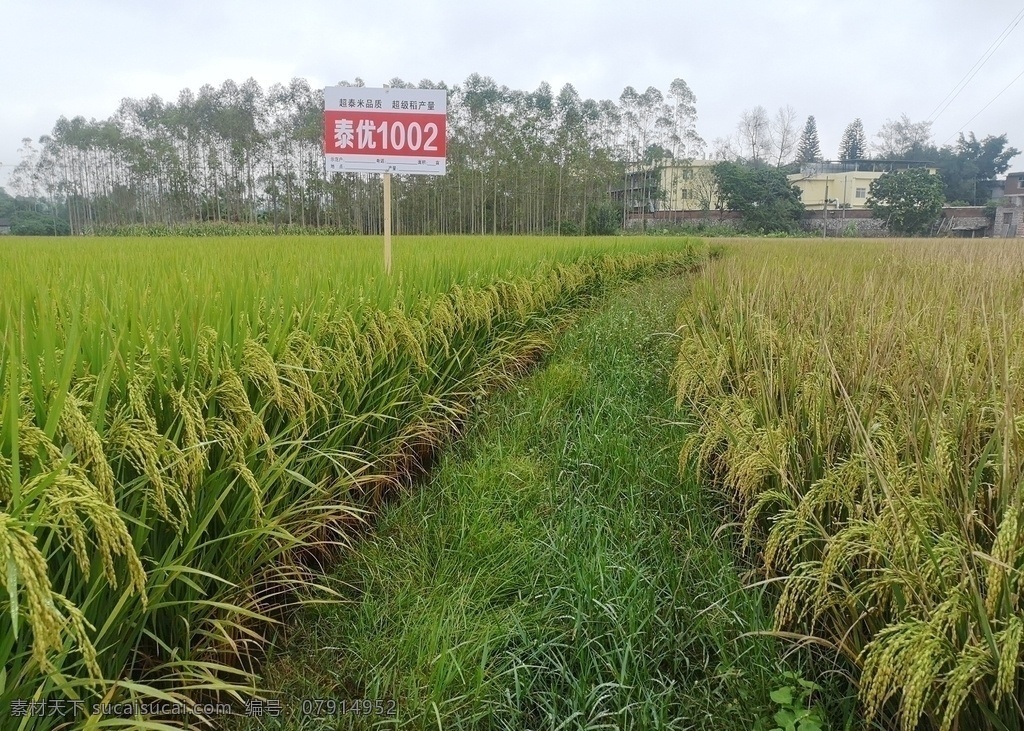 泰 优 水稻 品种 田间 对比 图 白叶枯病 稻瘟病 现代科技 农业生产