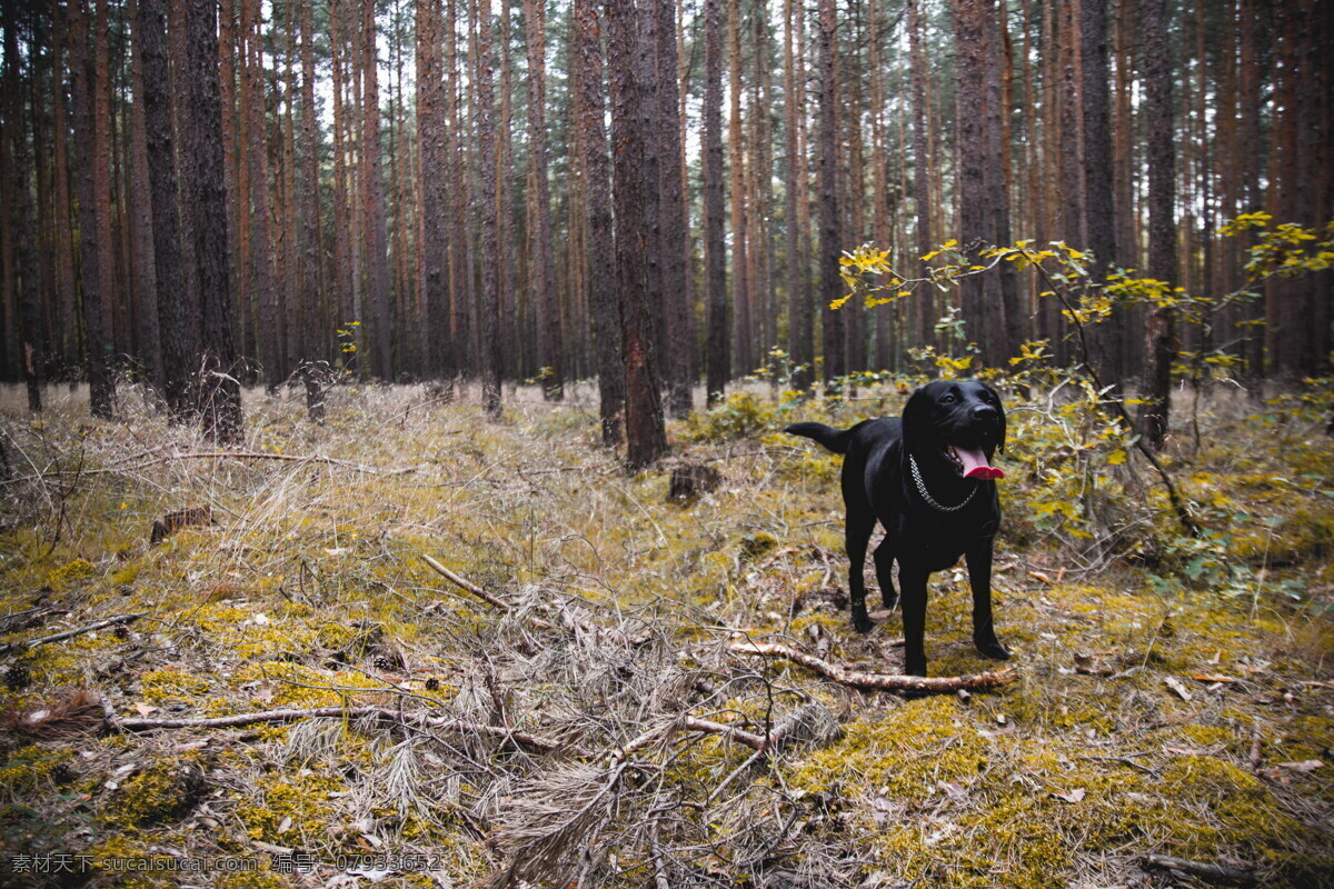 可爱 黑色 拉布拉多 树林 森林 树木 拉布多拉犬 小狗