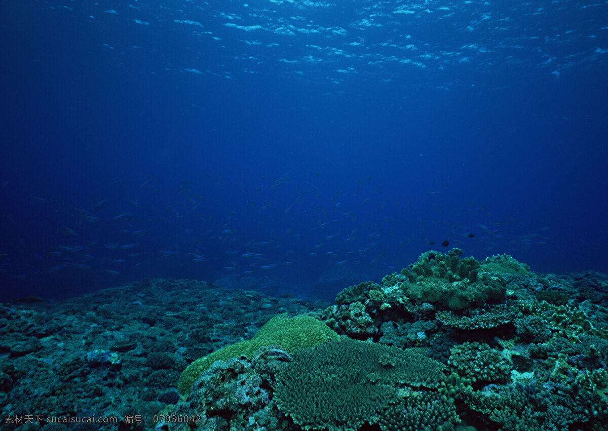 海底世界图片 大海深处 海洋深处 海底的鱼群 鱼群 海底世界 热带鱼 深邃的大海 大洋深处 大洋 海底 大海 群鱼 水下世界 游弋的鱼群 自然景观 自然风景