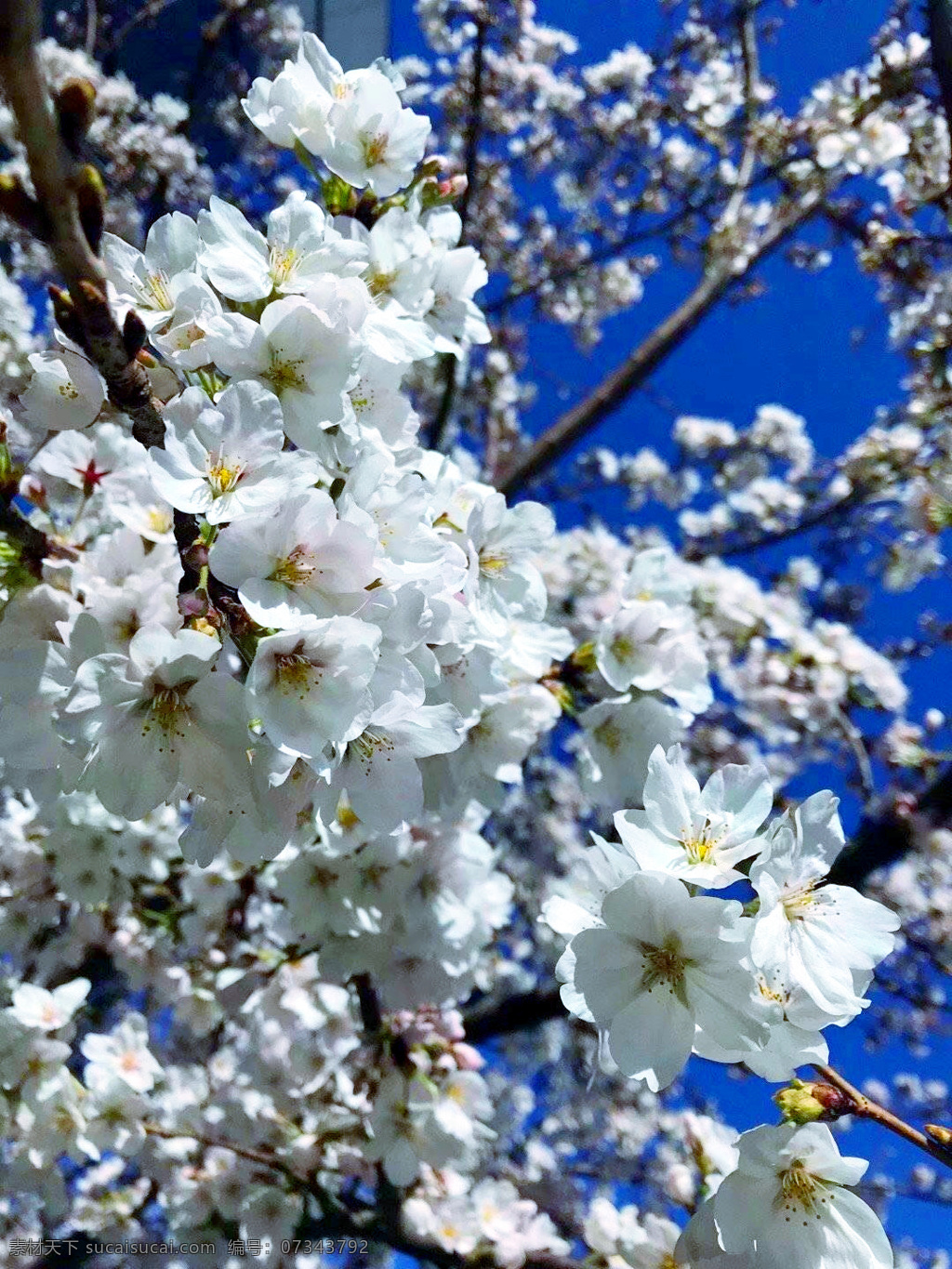 花 知 系列 蝴蝶 梨 花瓣 蝴蝶夢 梨花 花知 花知系列 植物 花卉 自然景觀 田園風光