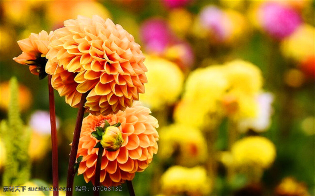 橙色 大丽花 大理花 娇琴纱 观赏花 橙色花朵 花朵 鲜花 花卉 花草 植物
