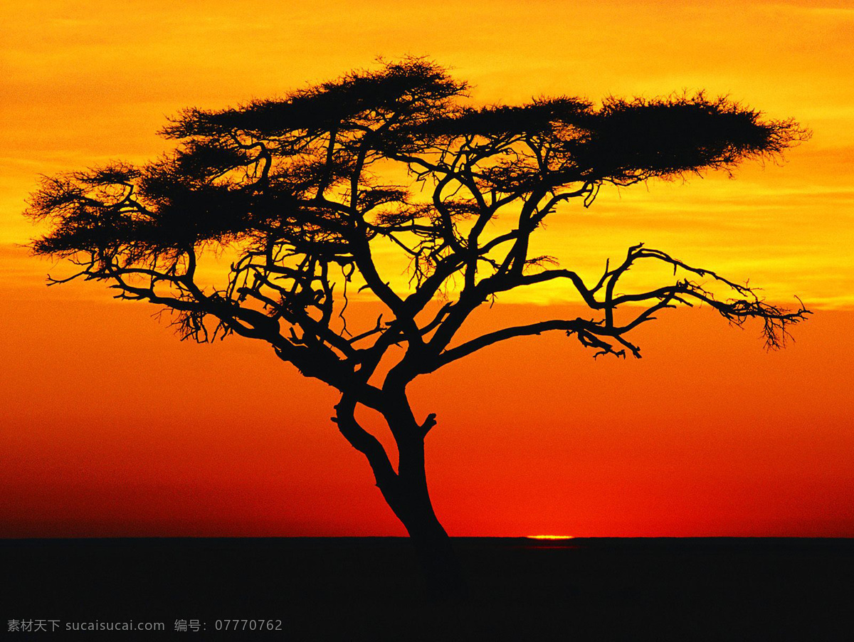 非洲 日 落下 相思树 日落 彩霞 旅游摄影 国外旅游 摄影图库