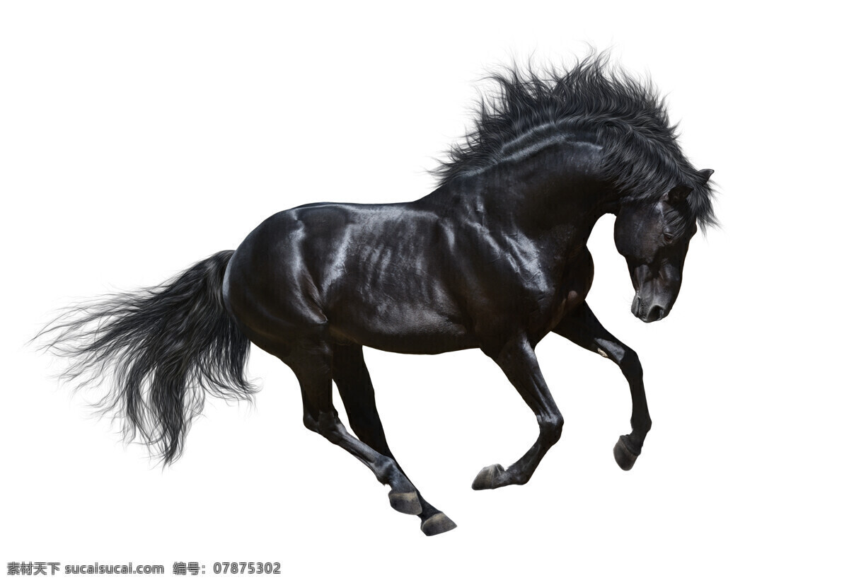 駿馬圖片 奔跑的馬 馬群 匹馬 草原 騎士 生物世界 野生動(dòng)物 野馬 奔馬 馬文化 馬精神 奔跑的駿馬 沙漠駿馬 馬蹄 駿馬 馬 跑馬 草原駿馬 馳騁 縱橫 奔跑 動(dòng)物 跳躍 剪影 寶馬 黑馬 一騎絕塵 高清駿馬 馬到成功