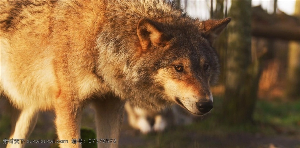 高清 4k 只 狼 转头 镜头 暖色 大自然 森林 草原 视频素材 多媒体 实拍视频 动物植物 mp4
