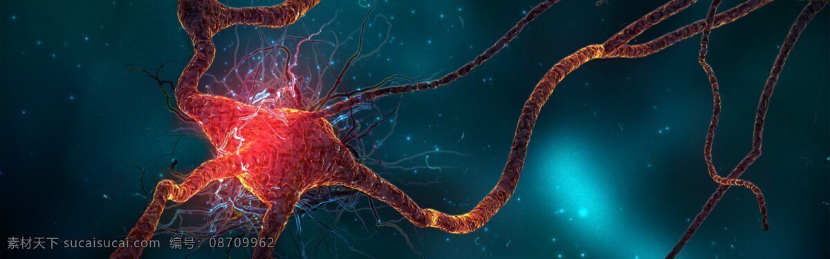 神经细胞 科学 细胞