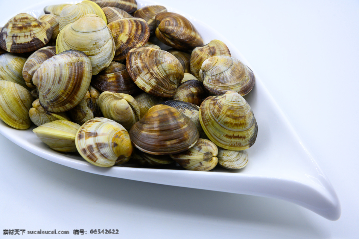 蛤蜊 静物 概念 食品 东方 中国 新鲜 特写 海鲜 贝壳 饮食 美味 形状 白色背景 无人 东亚 彩色图片 水平构图 亚洲 饮食产业 健康食物 海产 甲壳动物 有机食品 食物状态 营养 美食 饮食文化 健康食品 少量物体 海蛤 图片视觉效果 生食 膳食 组物体 影棚拍摄 户内 主题 贝类 餐饮美食 食物原料