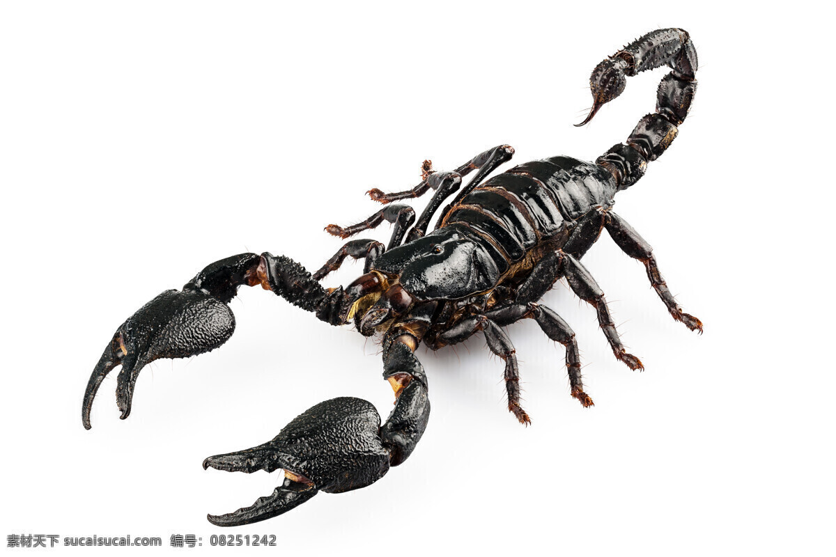侧面照 进攻 攻击 突袭 袭击 黑色蝎子 动物特写 动物写真 动物素材 生物世界 野生动物