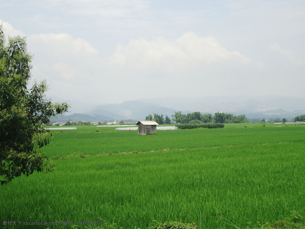 夏季 農(nóng)作物 水稻 風(fēng)景 綠色 農(nóng)業(yè) 田野 生活 旅游餐飲