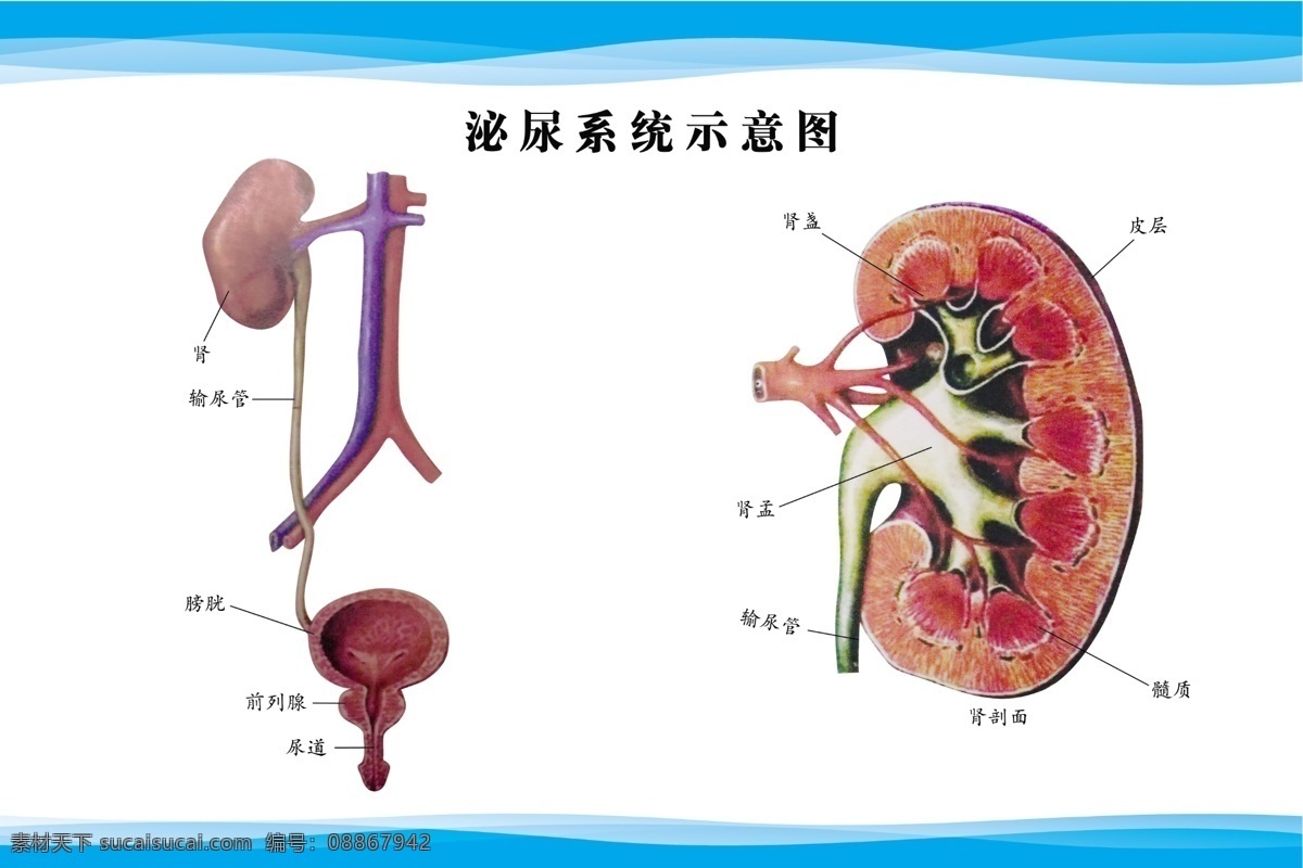 泌尿 系统 示意图 泌尿系统 人体 器官 医院 展板 展示 单位 分层