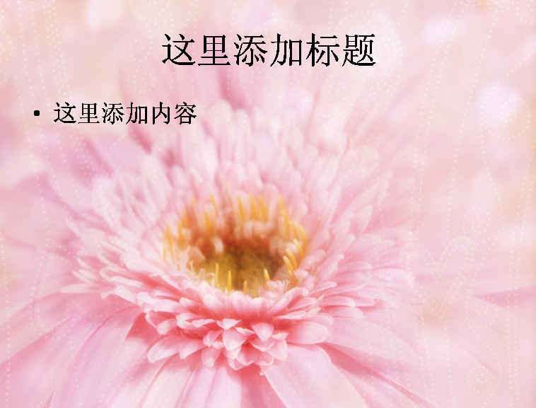 唯美 非洲菊 高清 ppt5 自然风景 风景ppt 风景图片 迷人景色 风景 非洲菊图片 模板