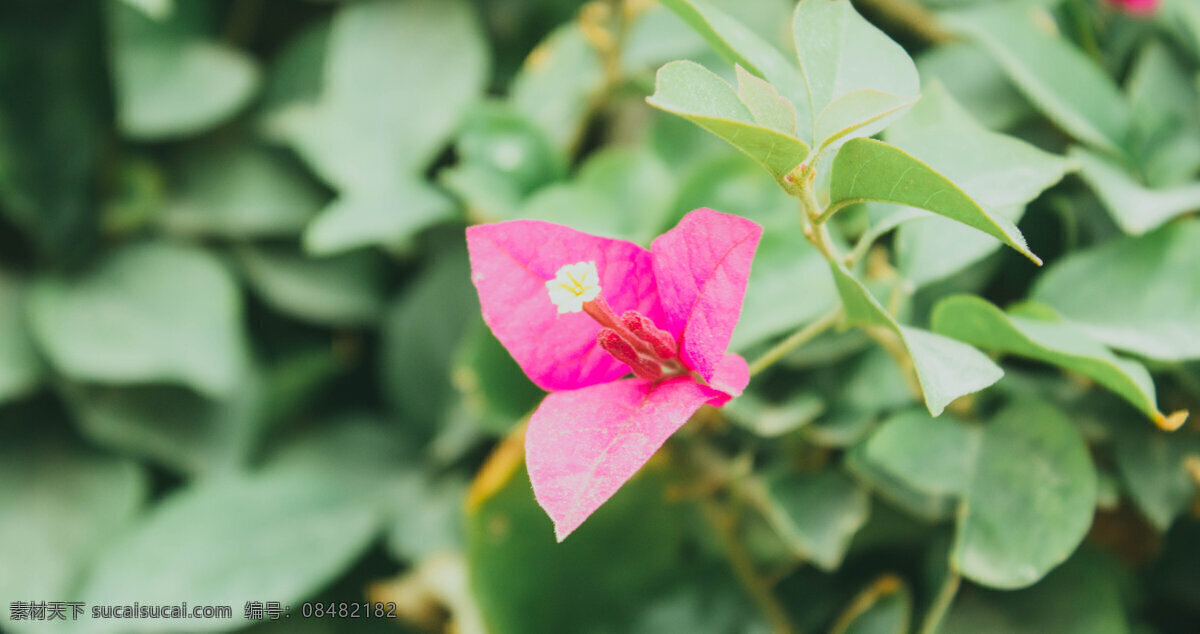 粉色 花朵 特写 鲜花 花瓣 植物 植被 照片 商用 花