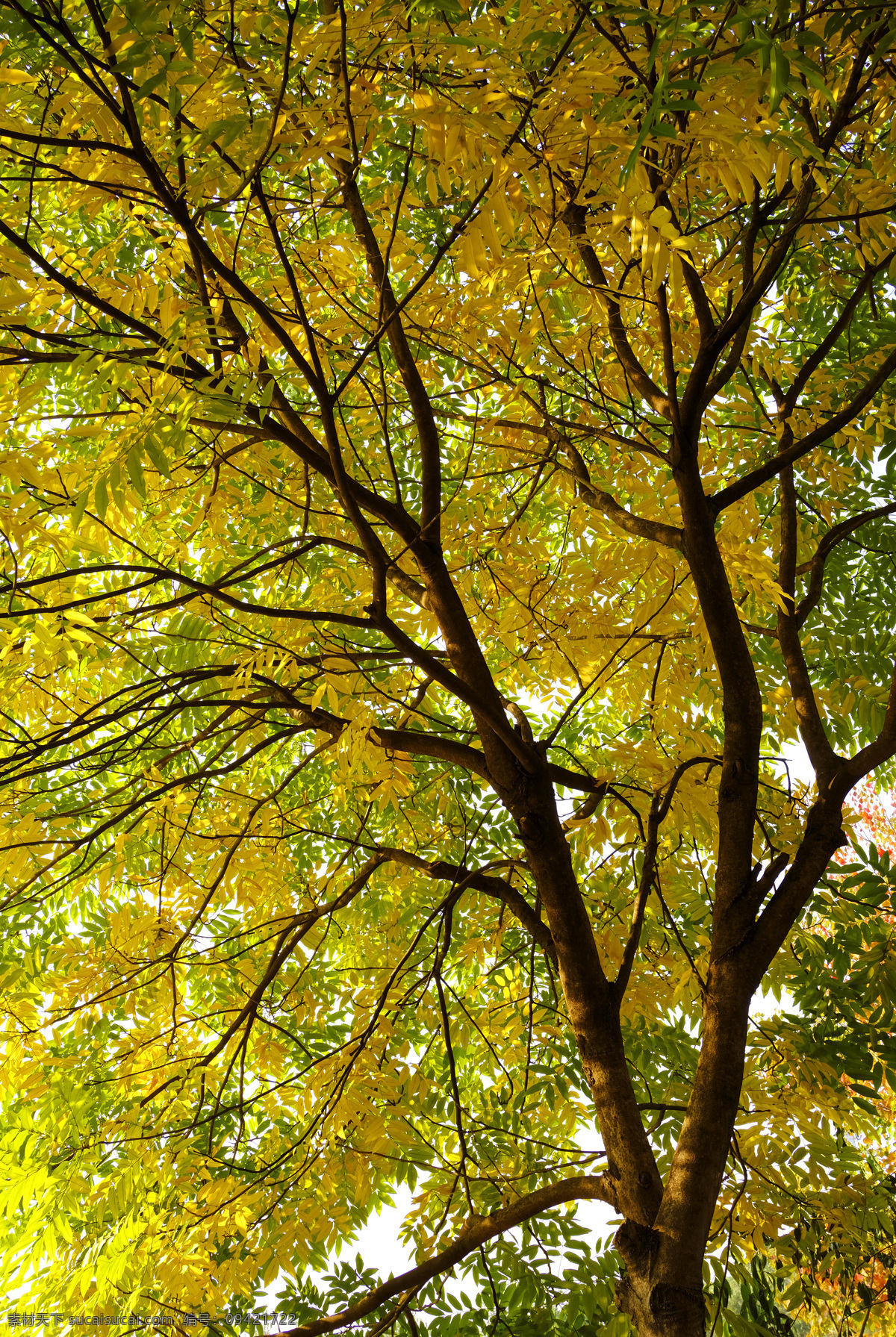 秋天的树叶 秋色 秋意浓 树 树叶黄 黄树叶 树木树叶 生物世界