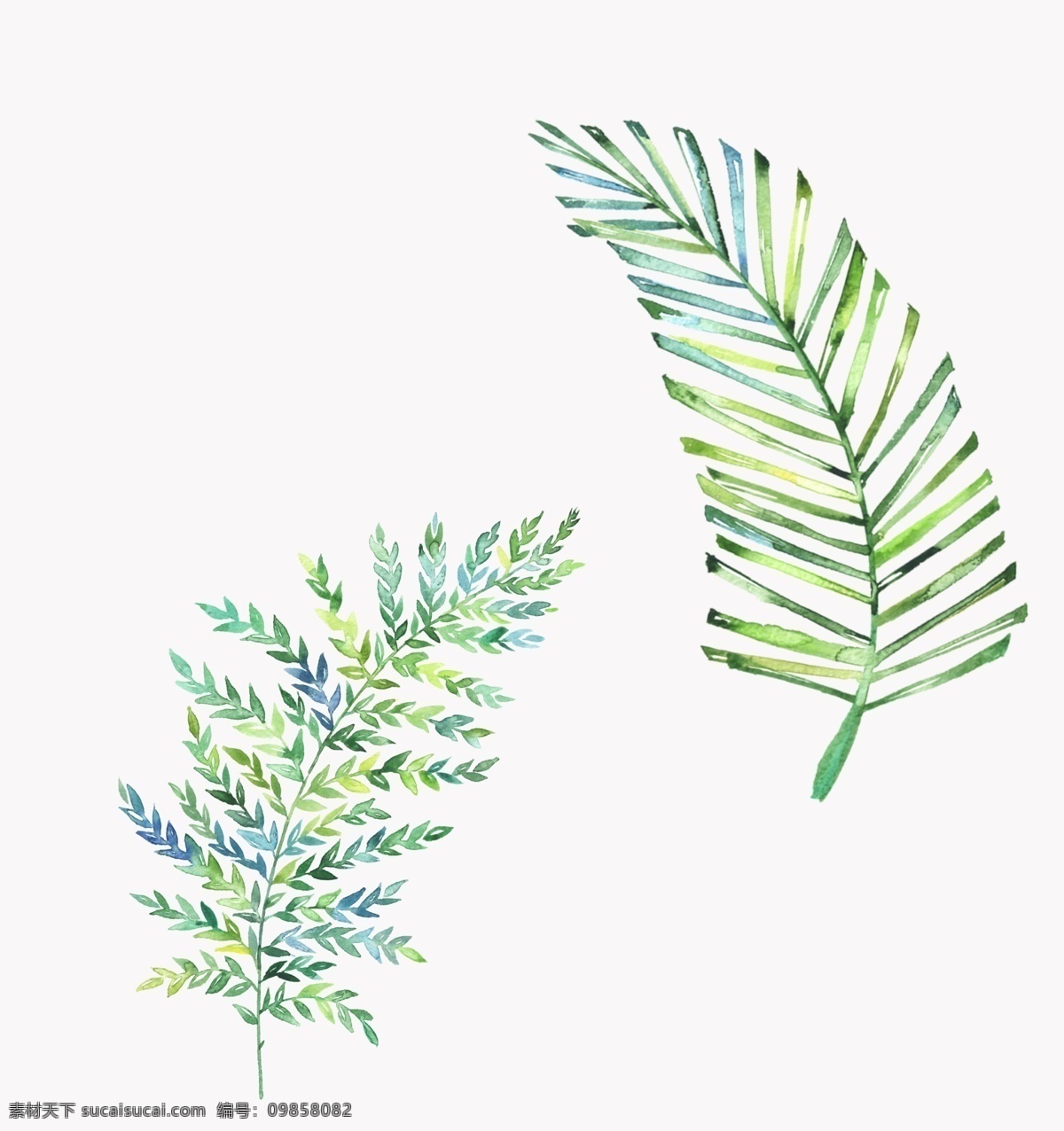 葉子 葉 綠色 樹葉 植物 標識 生物世界 樹木樹葉