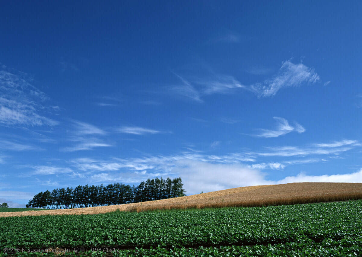 田野风光 天空 蓝天 白云 田野 绿树 麦田 自然景观 自然风景