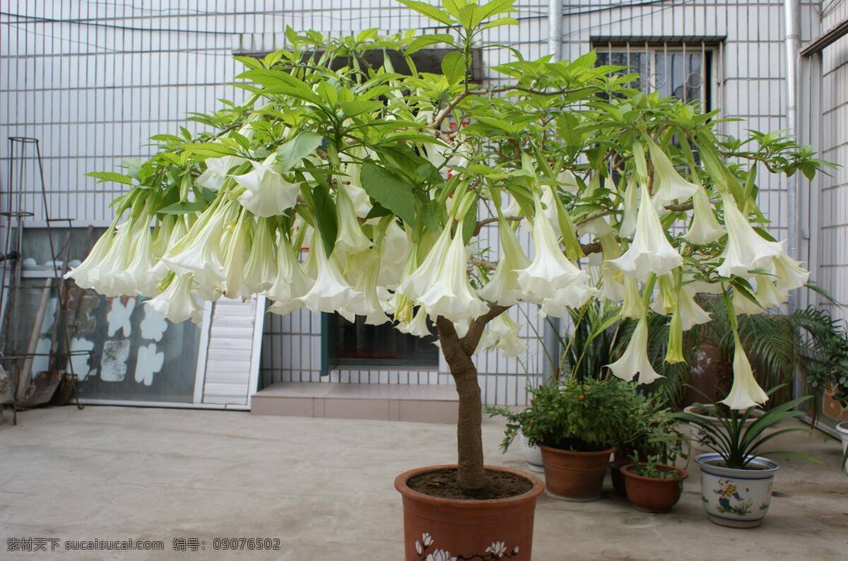 高清 曼陀羅花