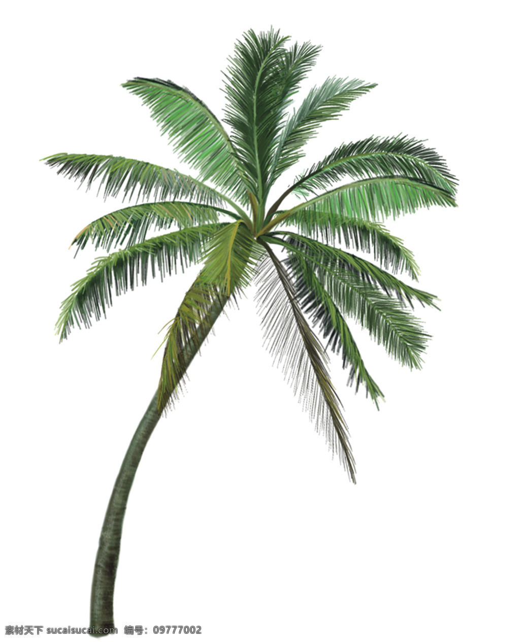 綠植 椰樹 椰子樹 植物 樹 分層 背景素材