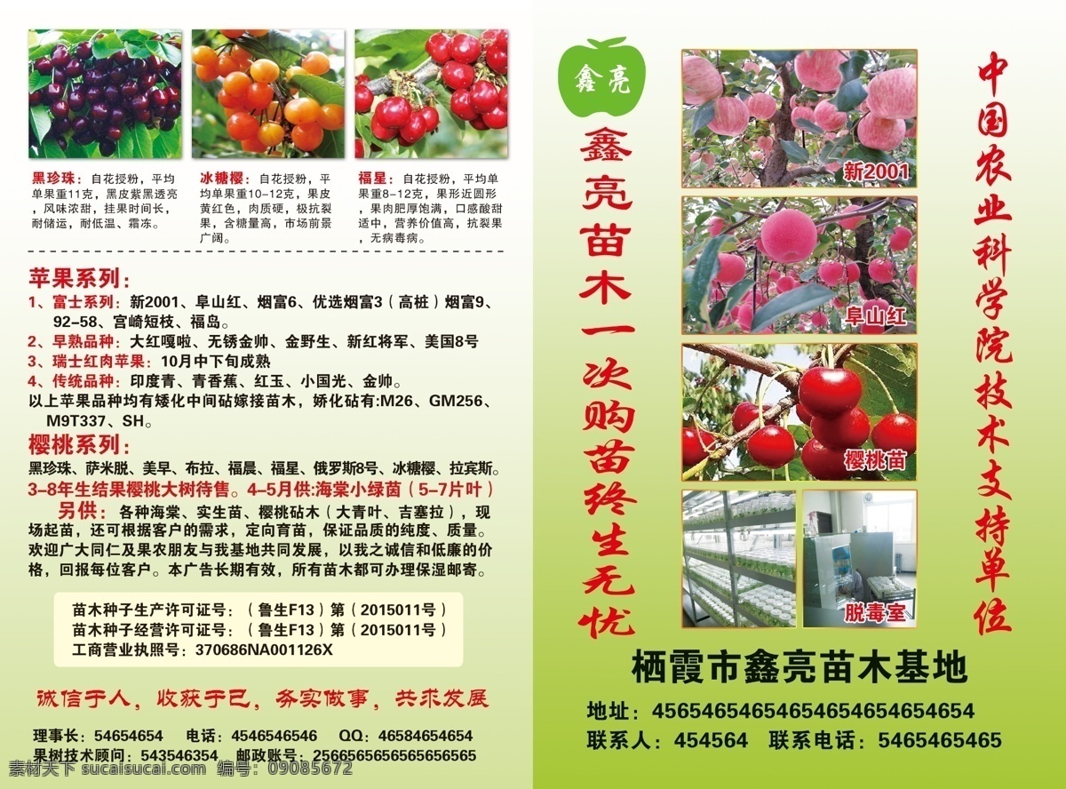 苗木宣傳單 蘋果苗木 印度青蘋果 小國(guó)光蘋果 阜山紅蘋果 瑞士紅 美早櫻桃 福晨櫻桃 俄羅斯8號(hào) 蘋果簡(jiǎn)介 櫻桃簡(jiǎn)介 印刷品