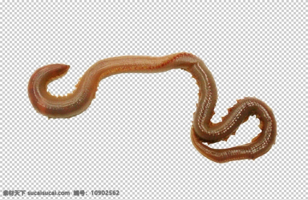 爬行蚯蚓 蚯蚓 虫 动物 生物 自然动物 动物图谱 免扣 生物世界