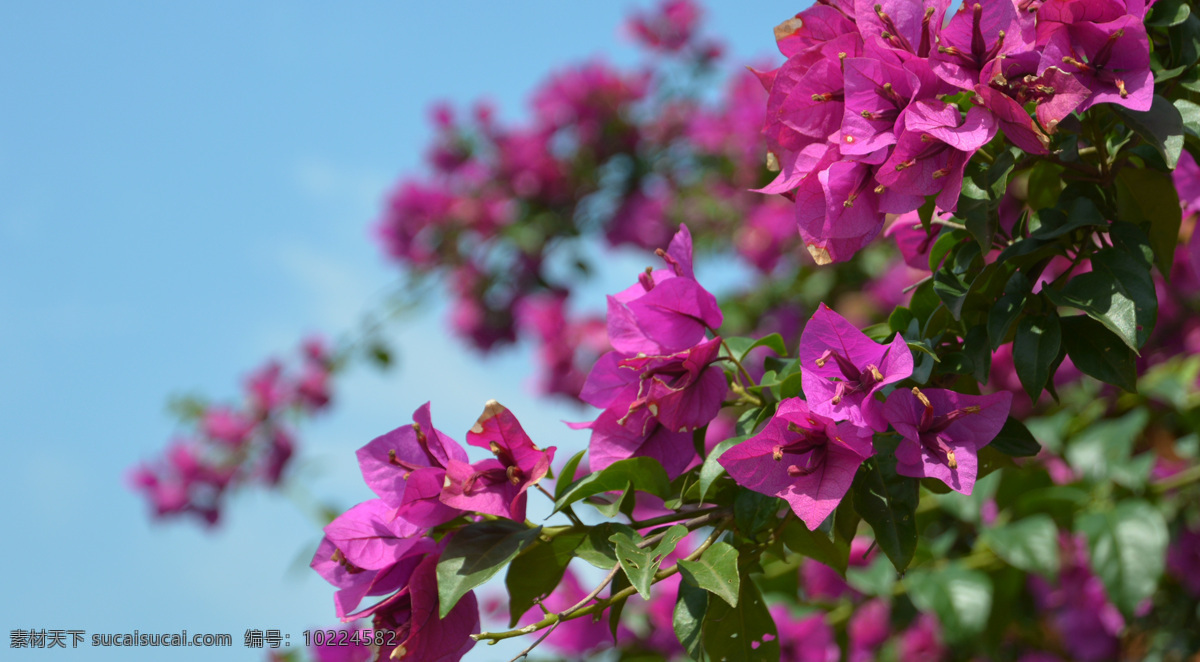 簇 非常 漂亮 紫色 三角梅 一簇 漂亮的 自然景观 自然风景