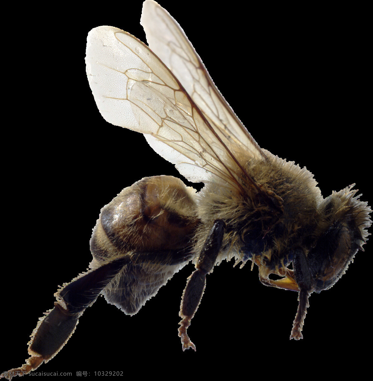 自然 昆虫 小 蜜蜂 自然界昆虫 小蜜蜂 蜜蜂图案 蜜蜂飞行 生物世界