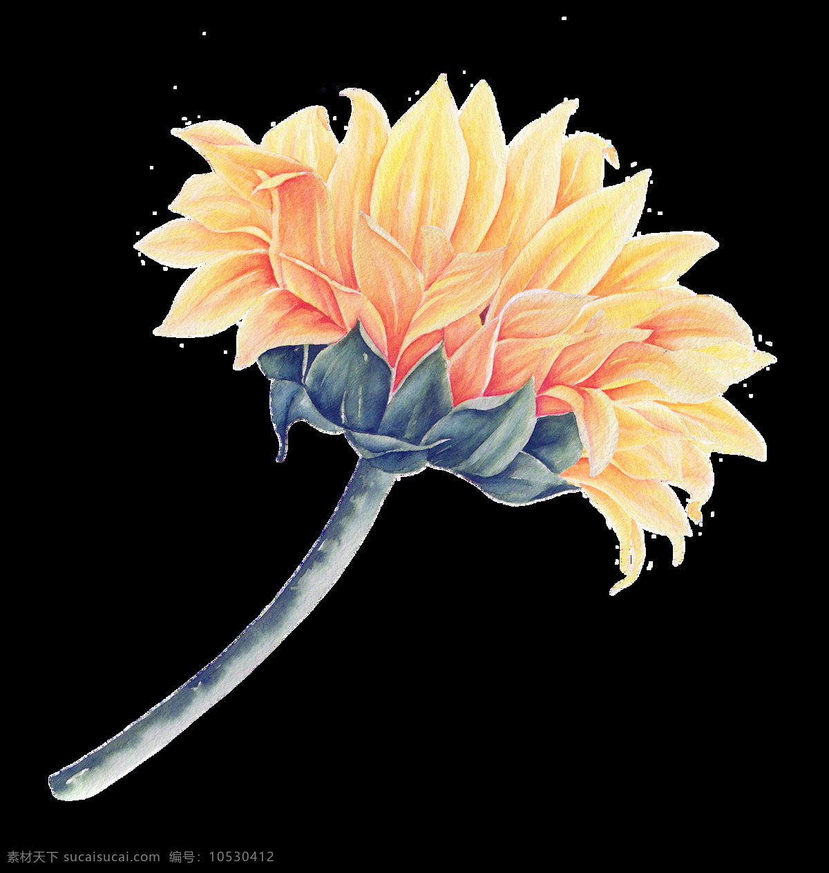 绘画 花卉 卡通 透明 抠图专用 装饰 设计素材
