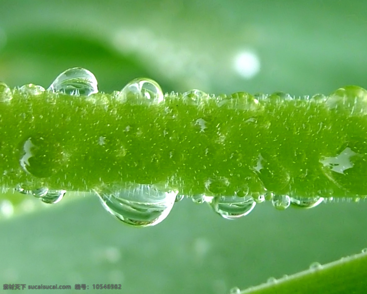 绿叶 水滴 唯美 时刻 绿色 露珠 水珠 植物 风景 生物世界 花草