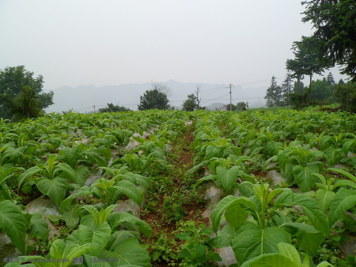 煙葉 風(fēng)景畫 田園風(fēng)光 自然景觀 烤煙 煙草風(fēng)景 家居裝飾素材 山水風(fēng)景畫