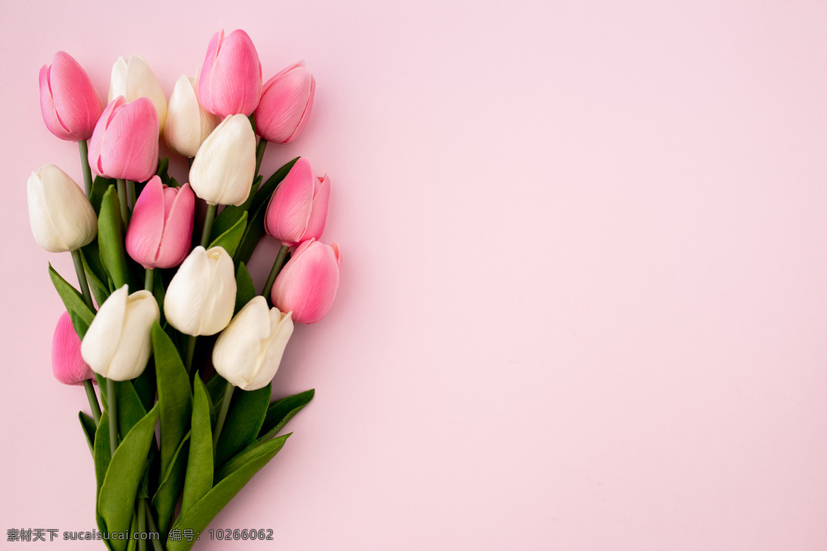 免费 高清 粉色 白色 郁金香 花束 自然景观 自然风光
